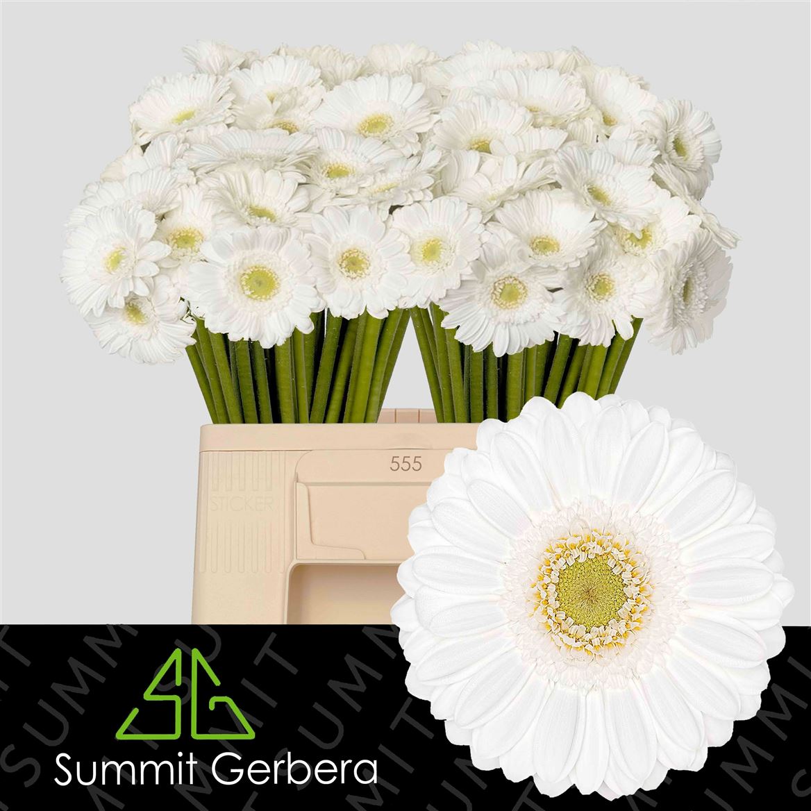 Gerbera Mini Lobby