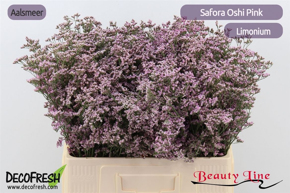 Limonium Safora Oshi Pink 60cm 20gr.