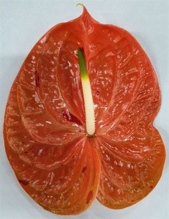 Anthurium Sparkle 15Ø