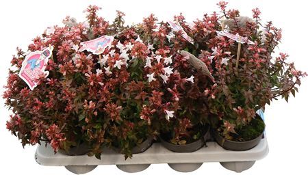 Abelia X Grandiflora Prostrata