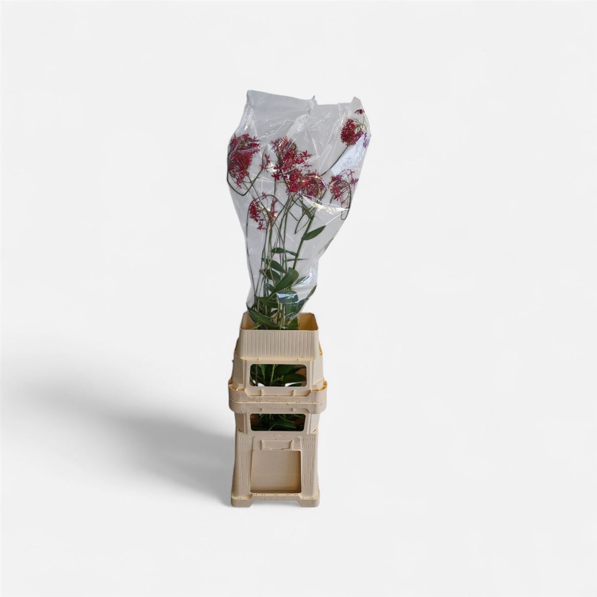 Orchide Nobile 150cm