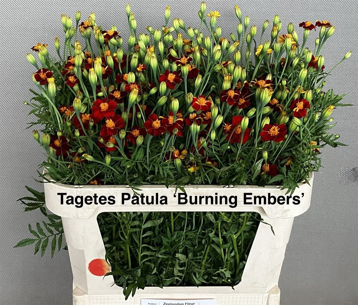 Tagetes 70cm