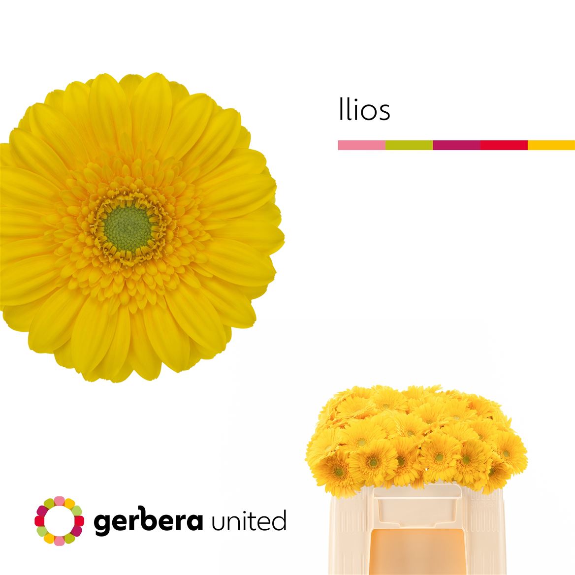 Gerbera Mini Ilios