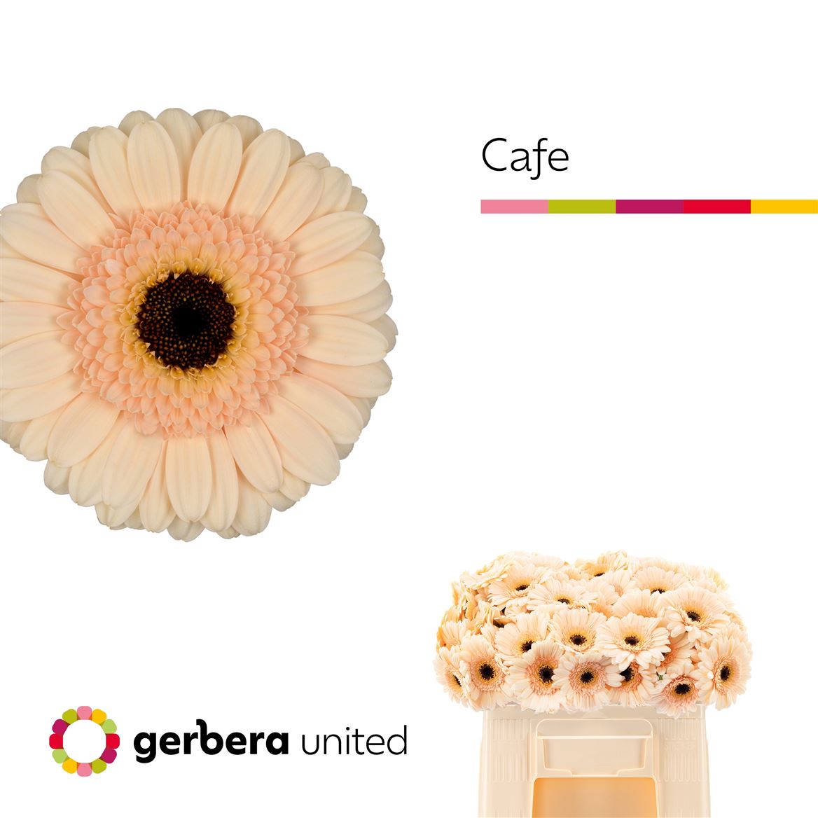 Gerbera Mini Cafe