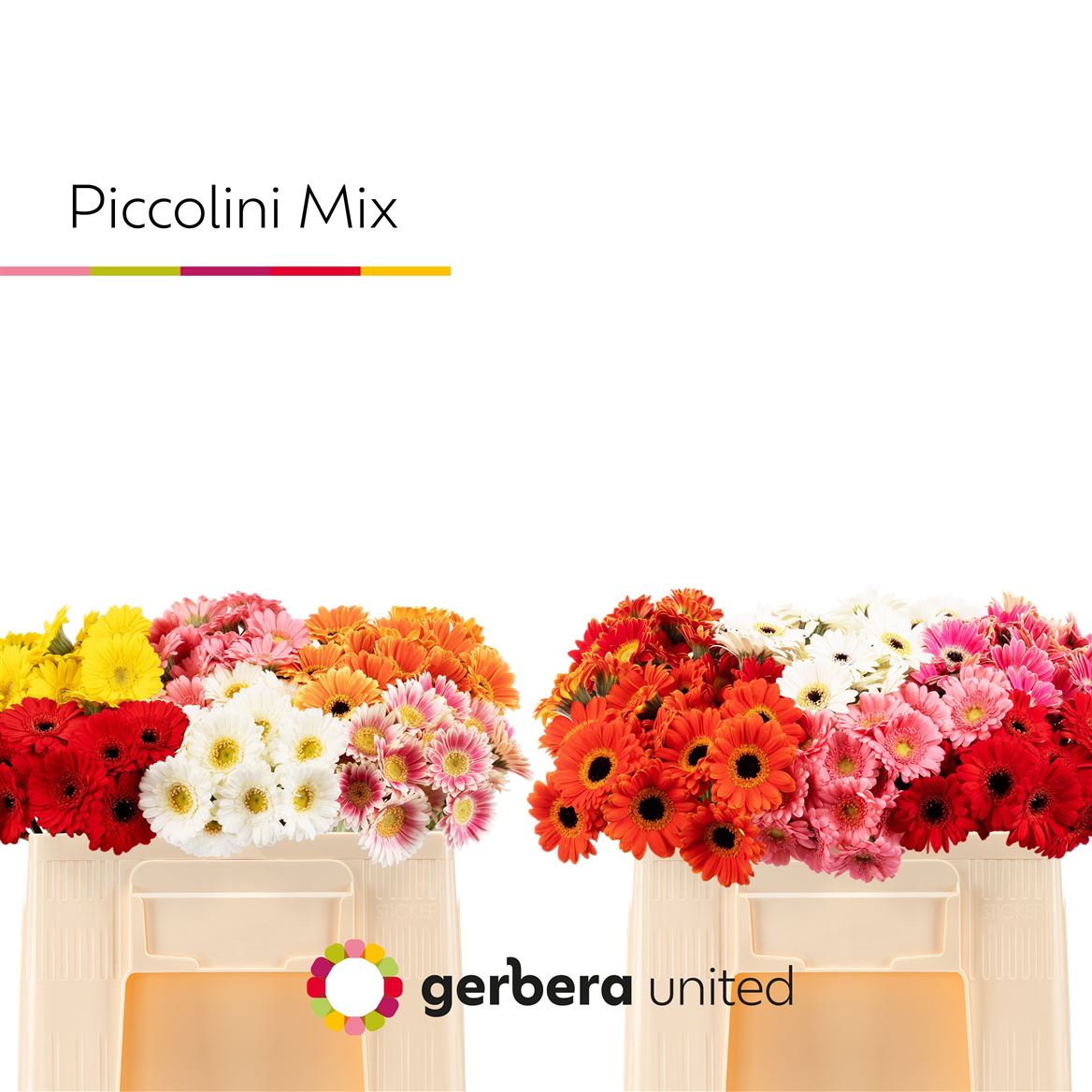 Gerbera Mini Piccolini Mixed In Bucket