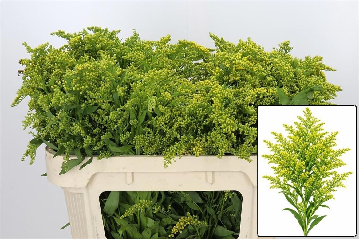 Solidago Golden Glory 70cm 25gram