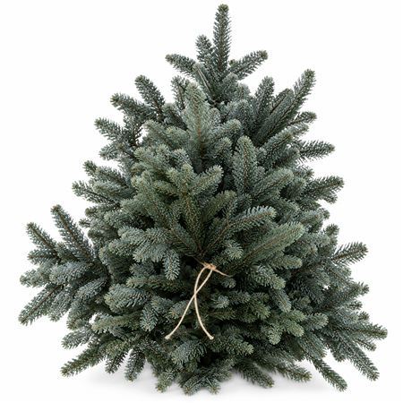 Abies Nobilis Blue Per Pack 80cm