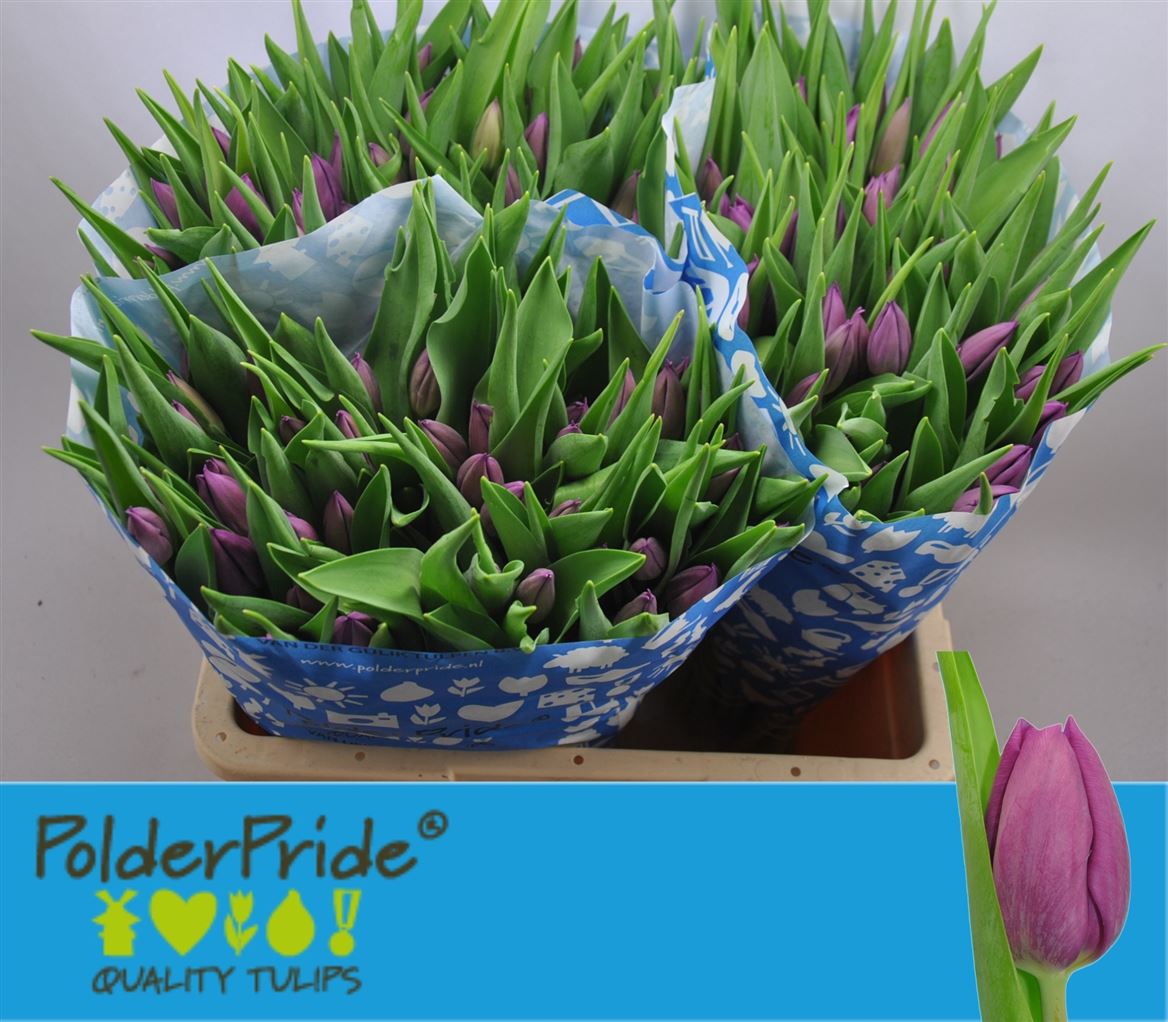 Tulipa Angola 44cm 42gram