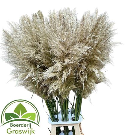 Cortaderia 120cm