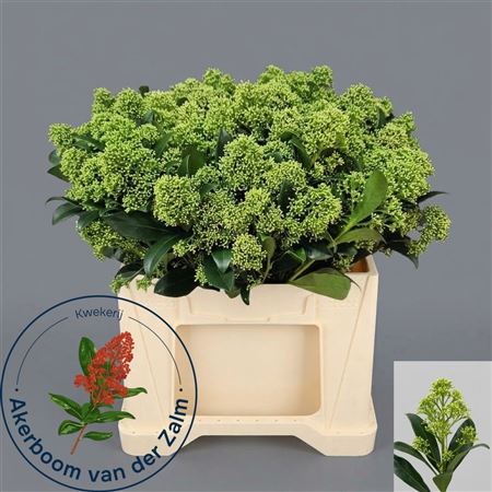 Skimmia Frank White 45cm