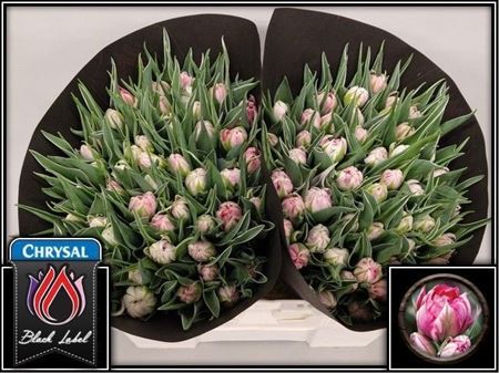 Tulipa Double Flash Point 36cm 36gram