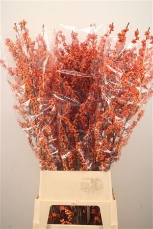 Ilex Mag Daydream 120cm