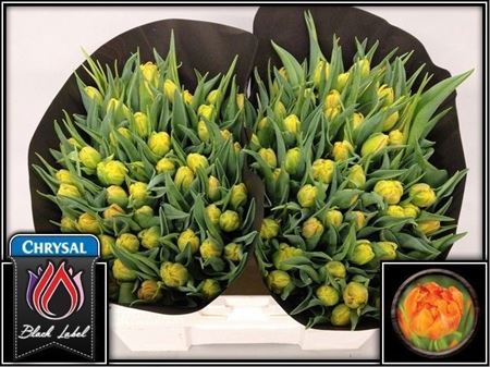 Tulipa Double Monte Orange 38cm 38gram
