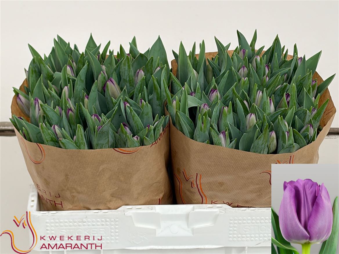 Tulipa Saigon 36cm 40gram