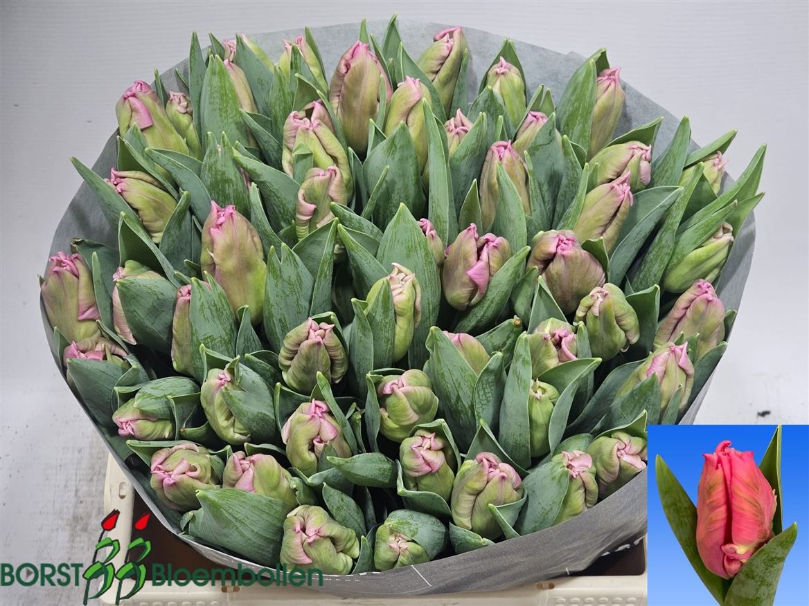 Tulipa Parrot Marvel Parrot 38cm 28gram