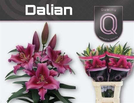 Lilium Ot Dalian 100cm 4/5bl