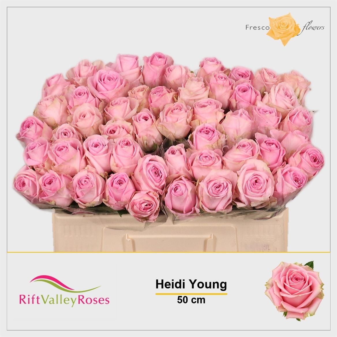 Rosa Heidi! 50cm