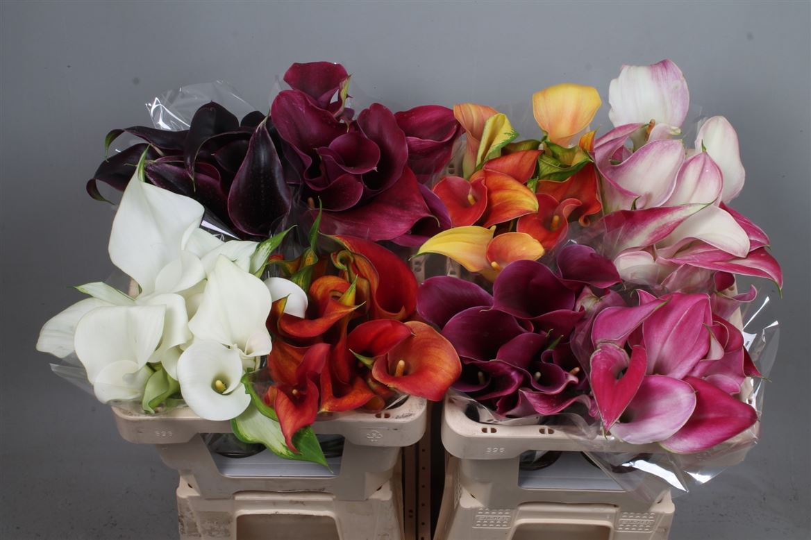 Calla Assorted 50cm