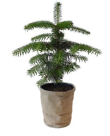 Abies Nordman Jute Pot