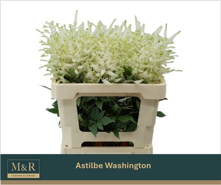 Astilbe Washington 50cm