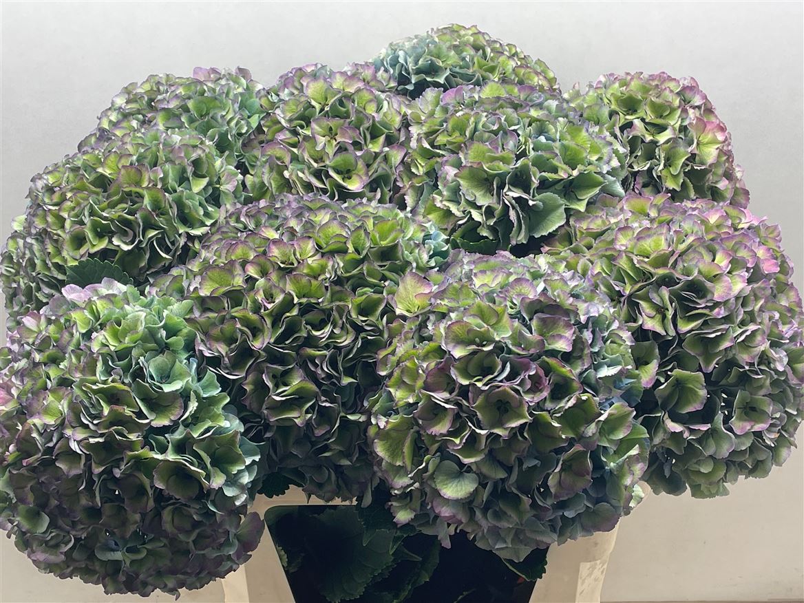 Hydrangea Royal Parade Classic 90cm 26Ø
