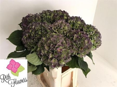 Hydrangea Verena Classic Blue 80cm 24Ø