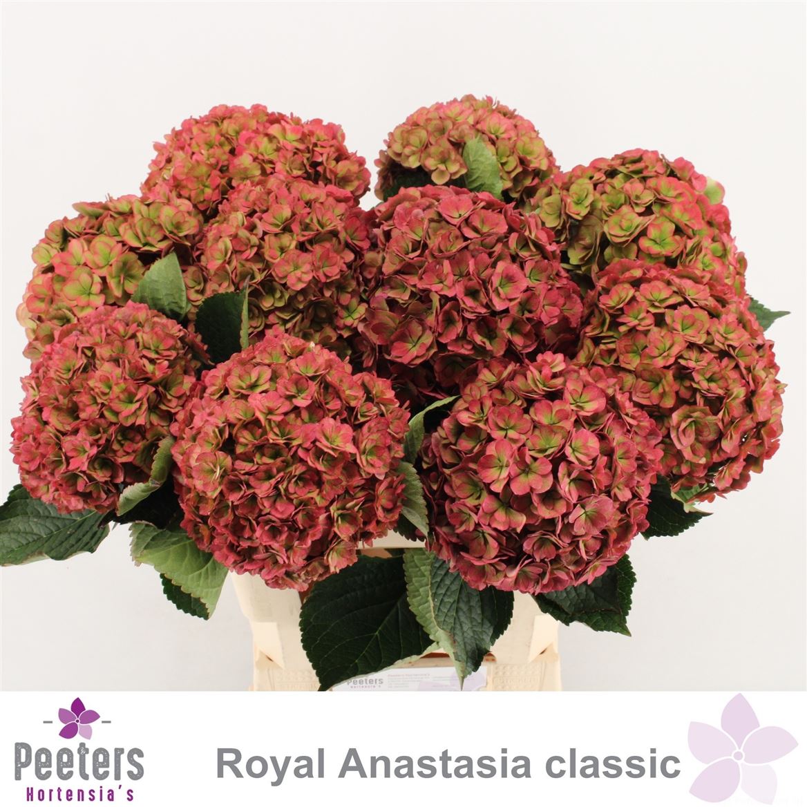Hydrangea Royal Anastasia Classic 60cm 16Ø