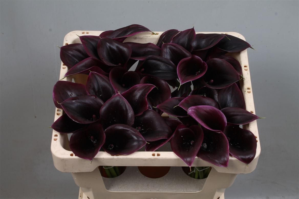 Calla Cantor 45cm