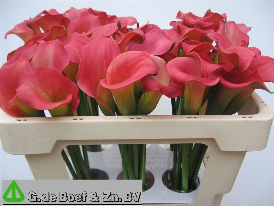 Calla Nashville 50cm