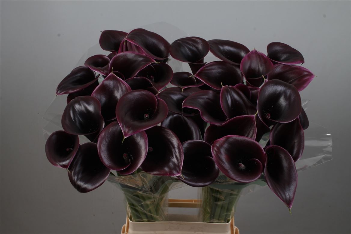 Calla Cantor 80cm