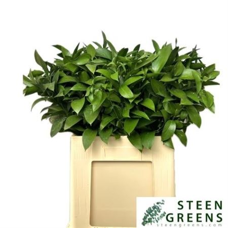 Ruscus Hypophyllum 60cm