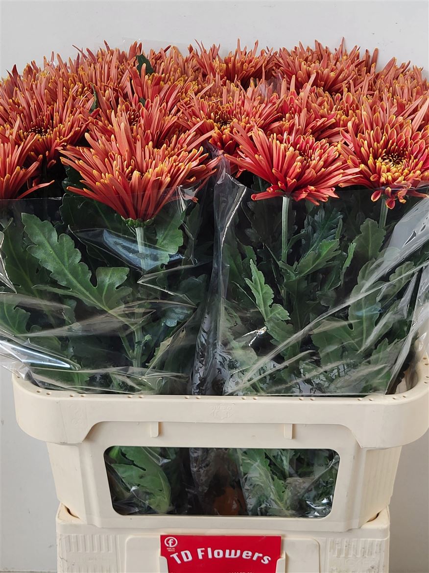 Chr G Tula Copper 80cm 75gram