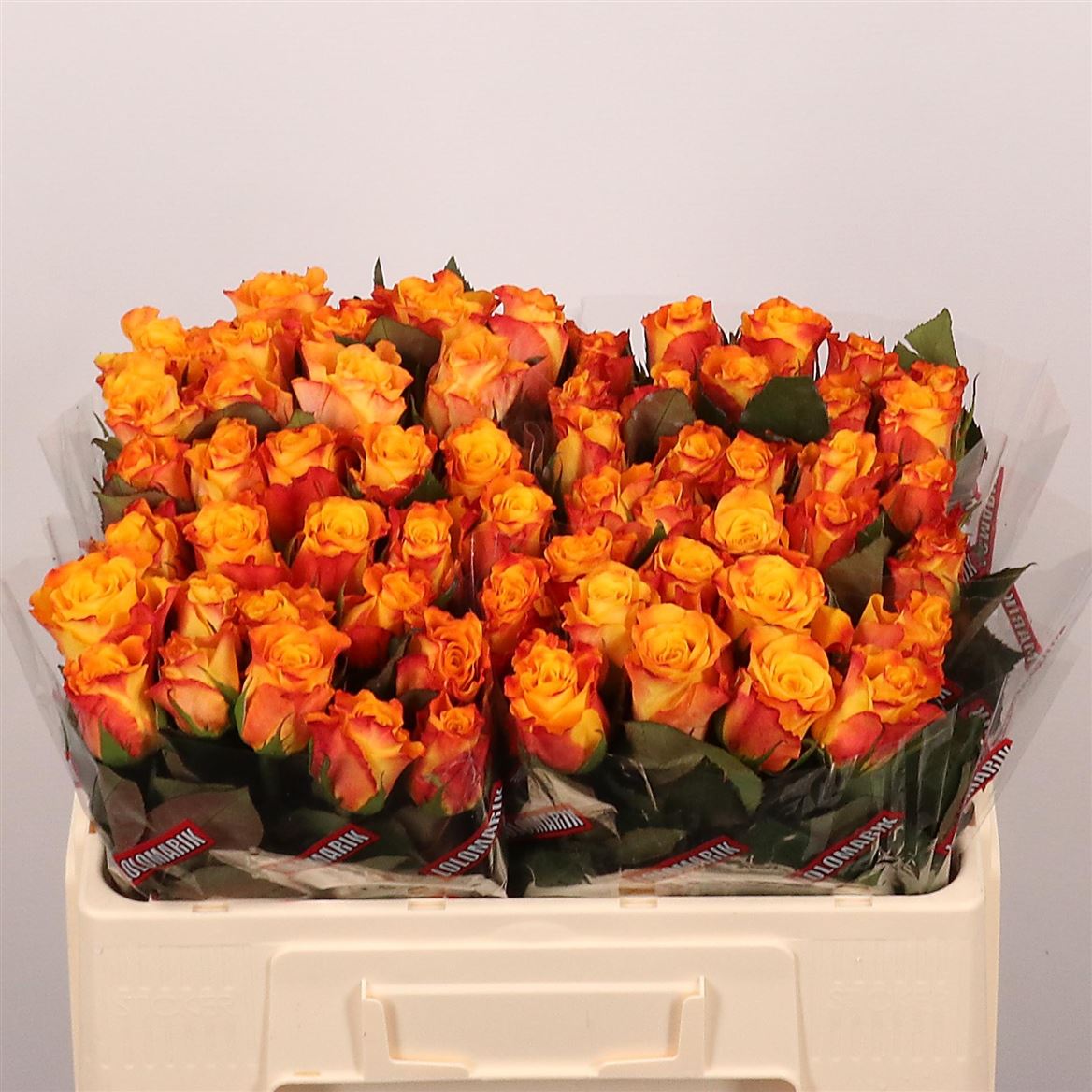 Rosa Marie-claire 50cm