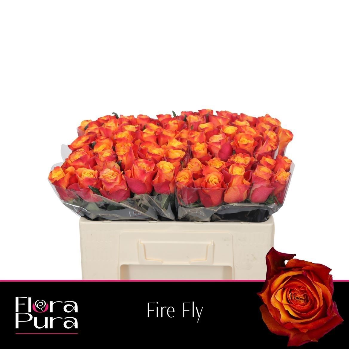 Rosa Fire Fly 50cm