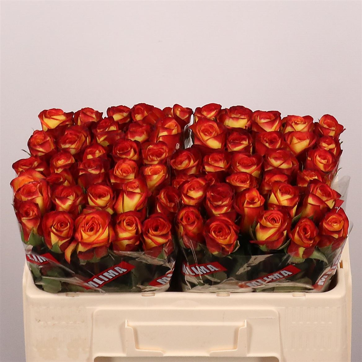 Rosa Firefox 50cm