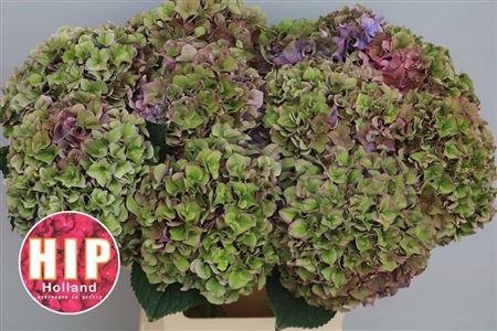 Hydrangea Rodeo Classic Pink 60cm 20Ø