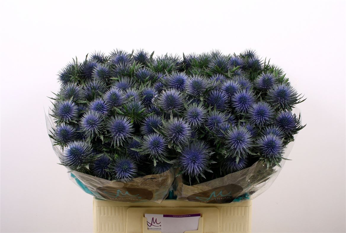 Eryngium Magnetar 60cm