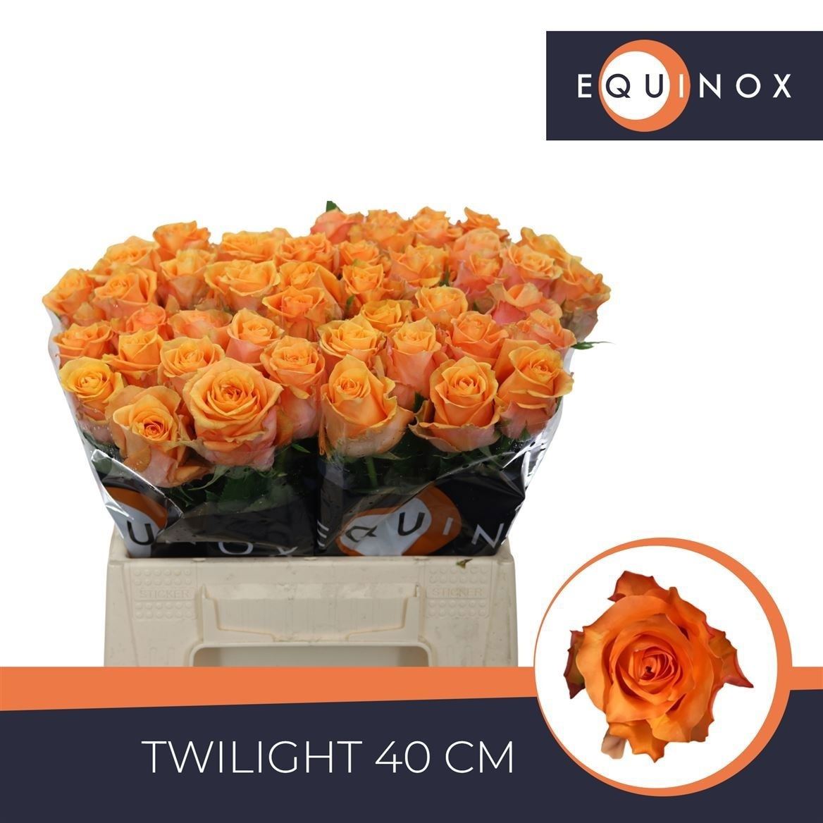 Rosa Twilight 40cm