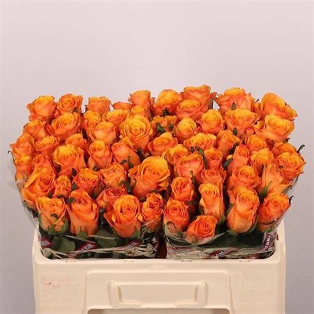 Rosa Tycoon 50cm