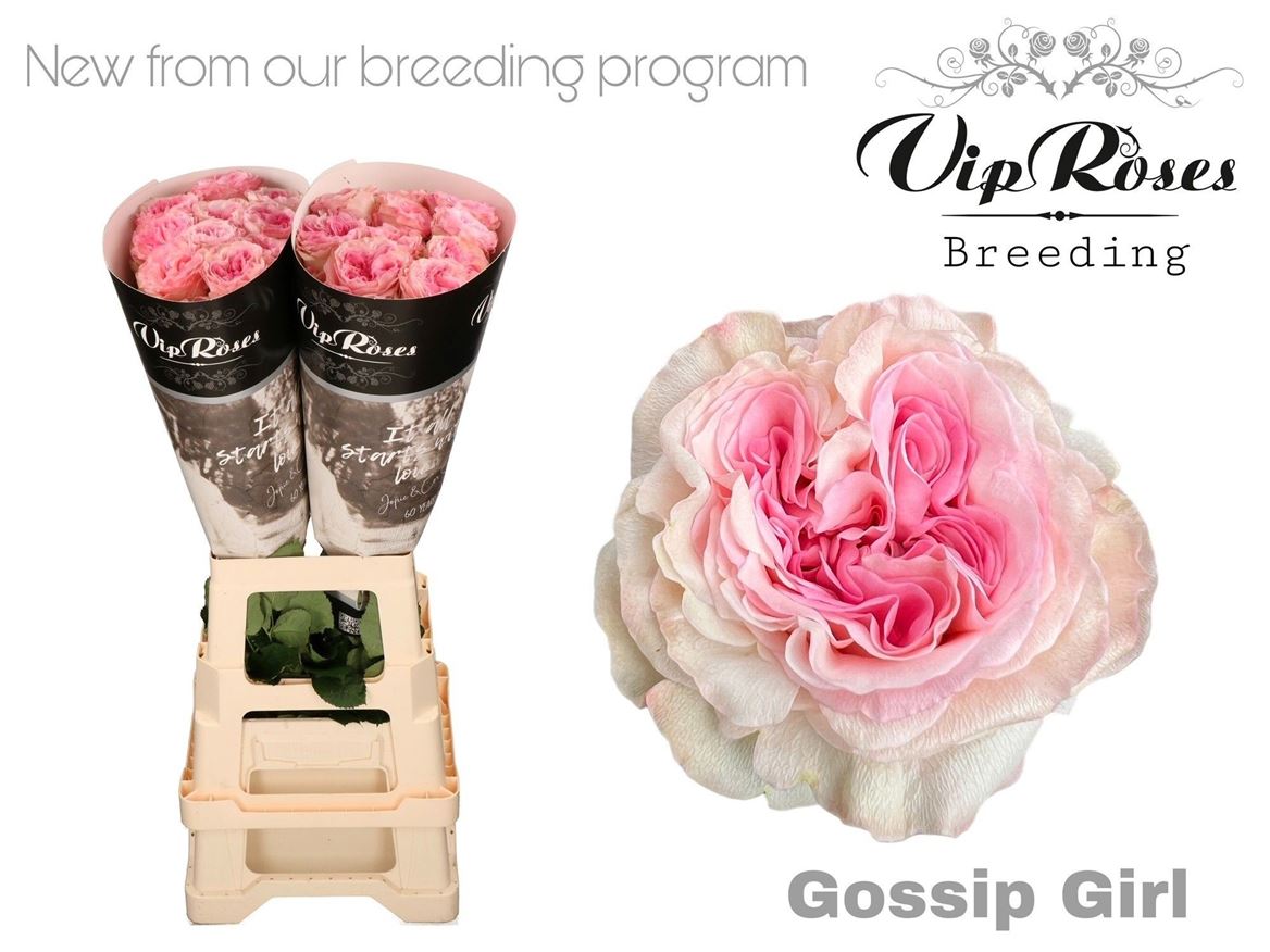 R Gr Gossip Girl 70cm