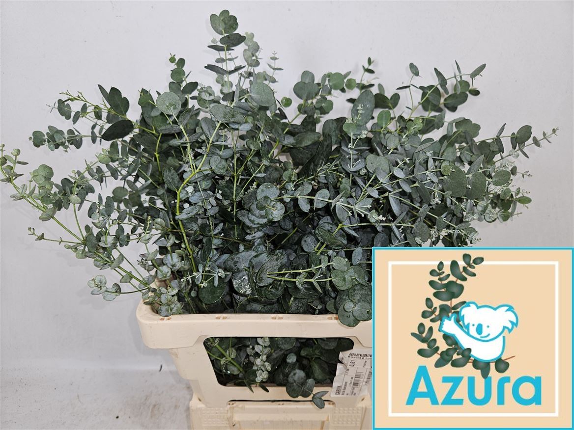 Eucalyptus Gunnii Azura 65cm