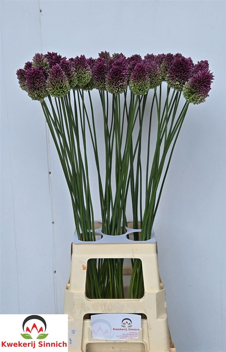 Allium Sphaerocephal 90cm