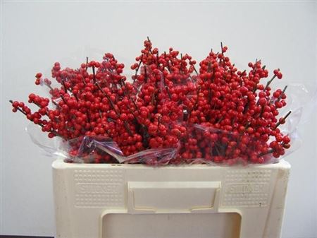 Ilex Verticlilata 50cm
