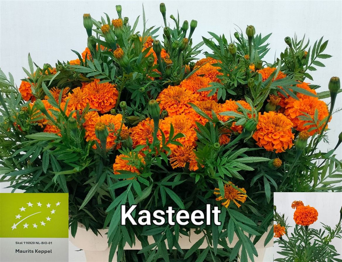 Tage E Co Deep Orang 80cm