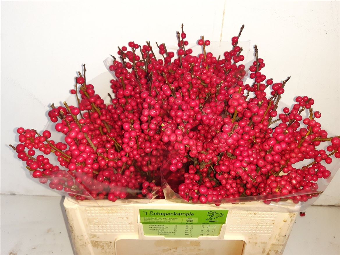 Ilex Verticlilata 50cm