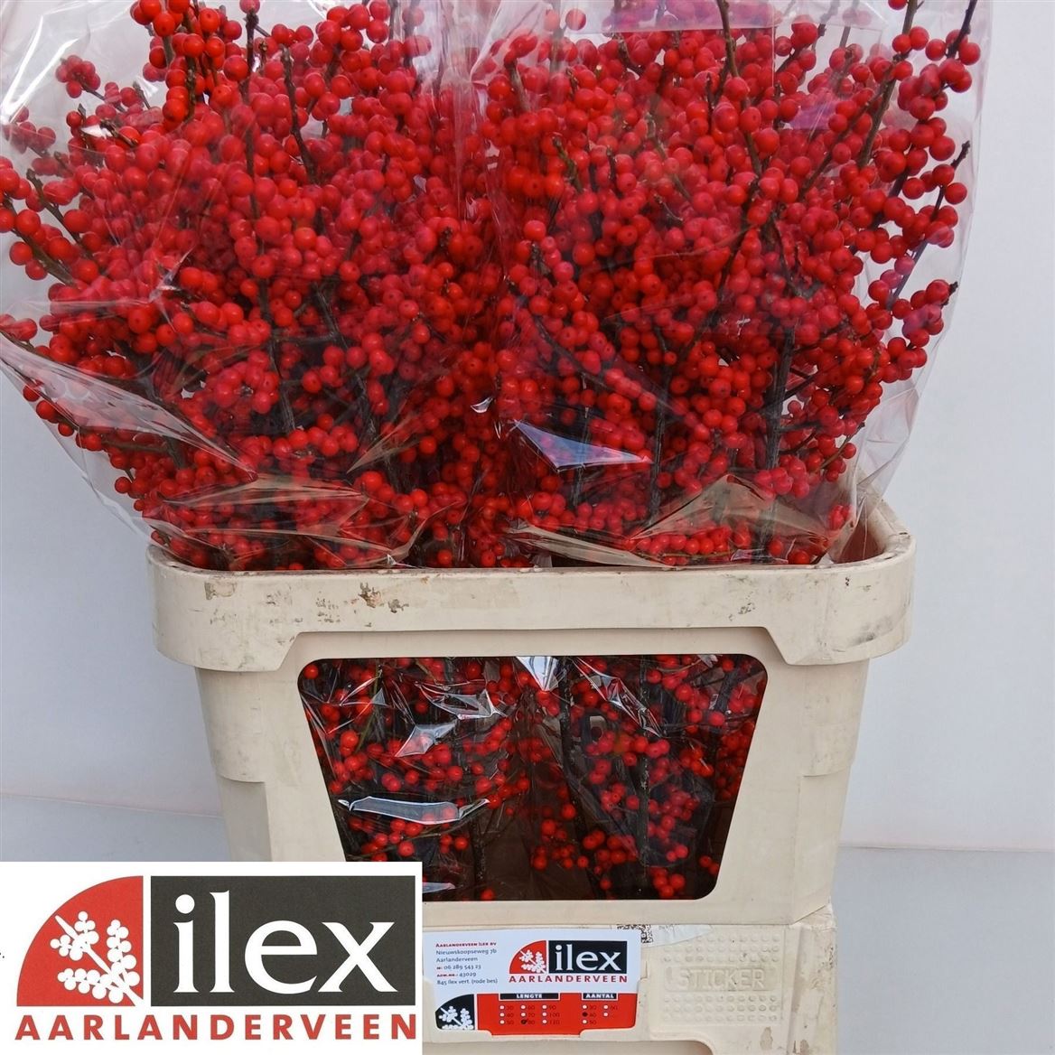 Ilex Verticlilata 80cm