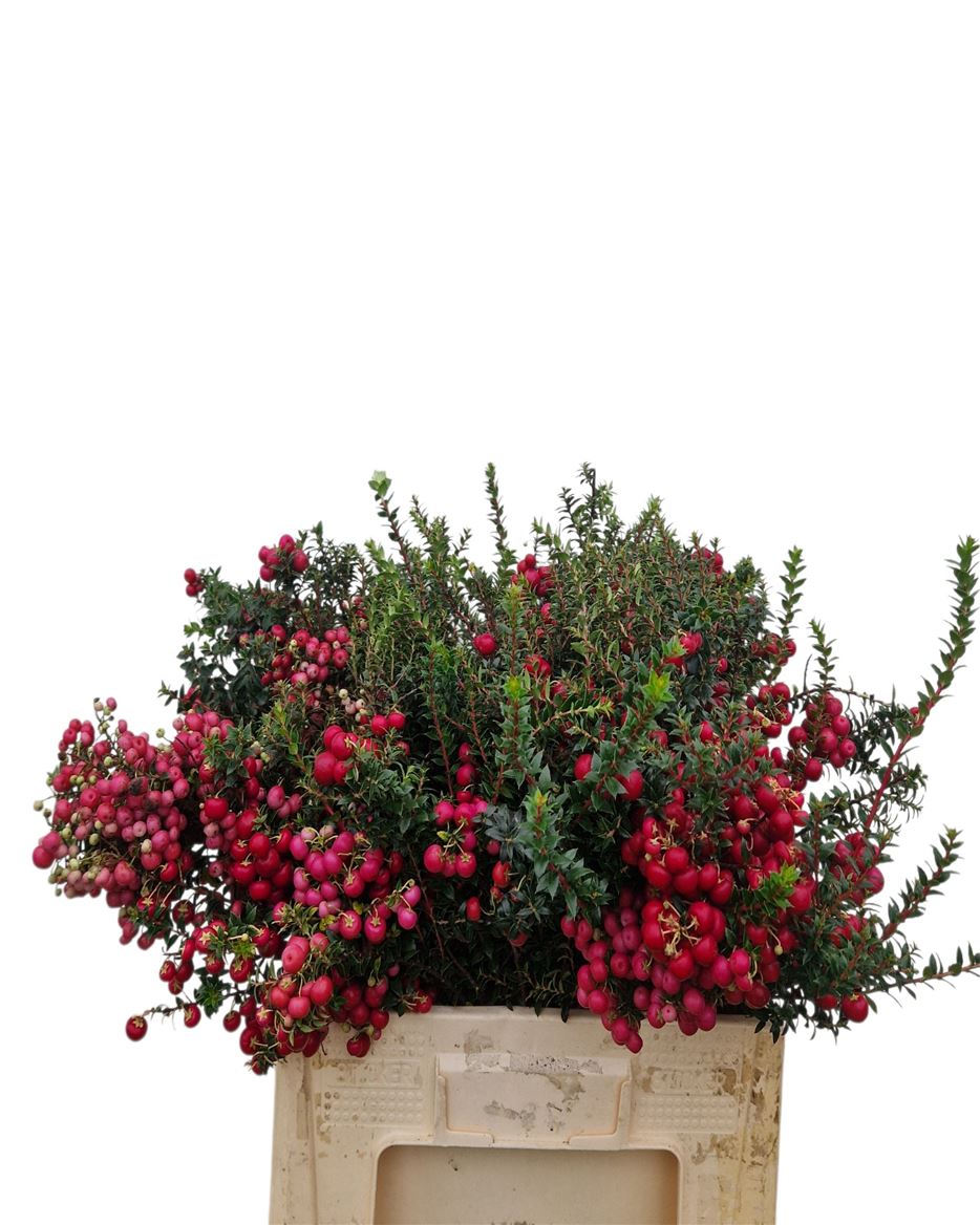 Gaultheria Mucronata 60cm