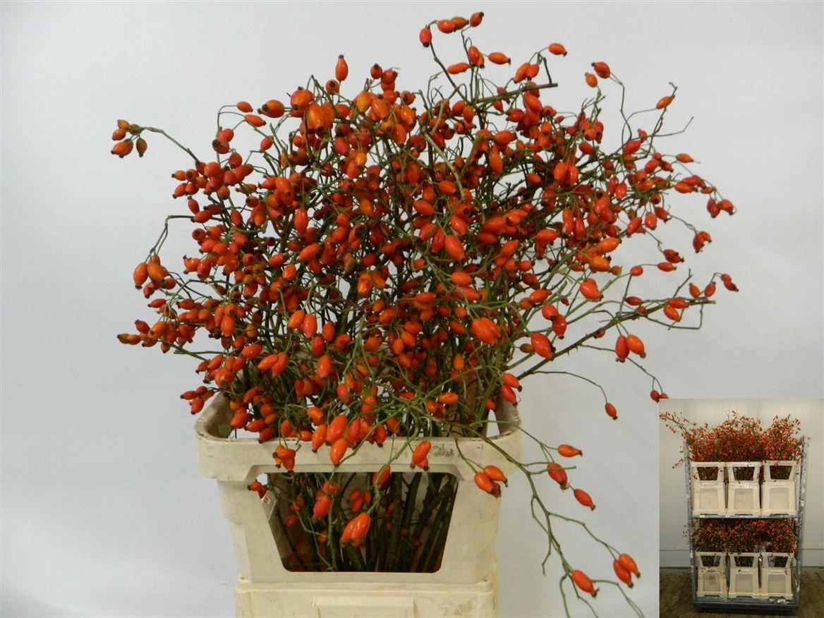 Rosa (ROZEBOTTEL) 100cm