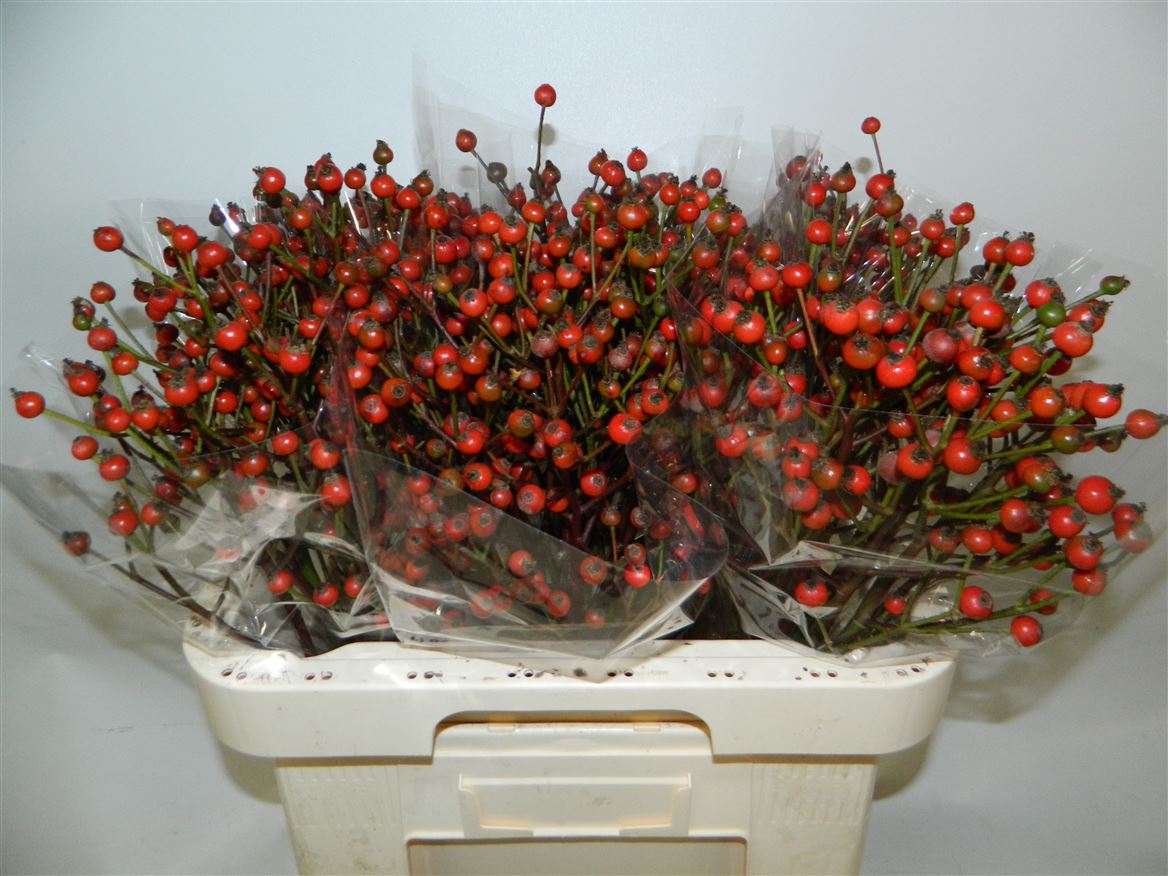 Rosa Red Fruitilia 60cm