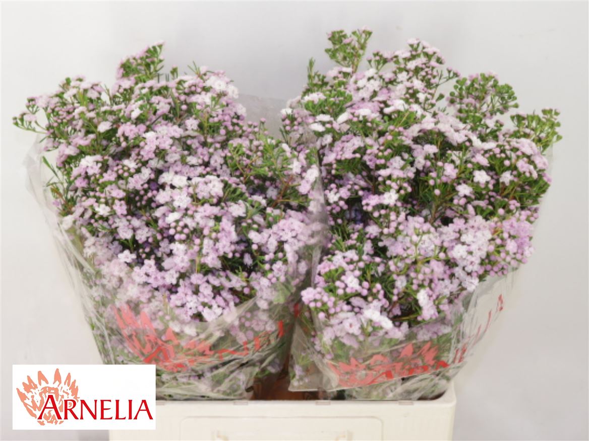 Chamelaucium Dancing Queen 60cm 45gram